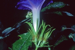 Ipomoea nil; Photo credit: Dan Austin (2)