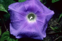 Ipomoea nil; Photo credit: Dan Austin (1)