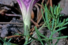 Ipomoea plummerae; Photo credit: Dan Austin