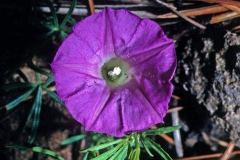 Ipomoea plummerae; Photo credit: Dan Austin