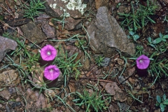 Ipomoea plummerae; Photo credit: Dan Austin