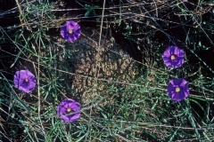 Ipomoea plummerae; Photo credit: Dan Austin