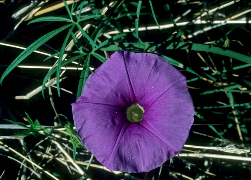 pomoea ternifolia var. leptotoma; Photo credit: Dan Austin (1)