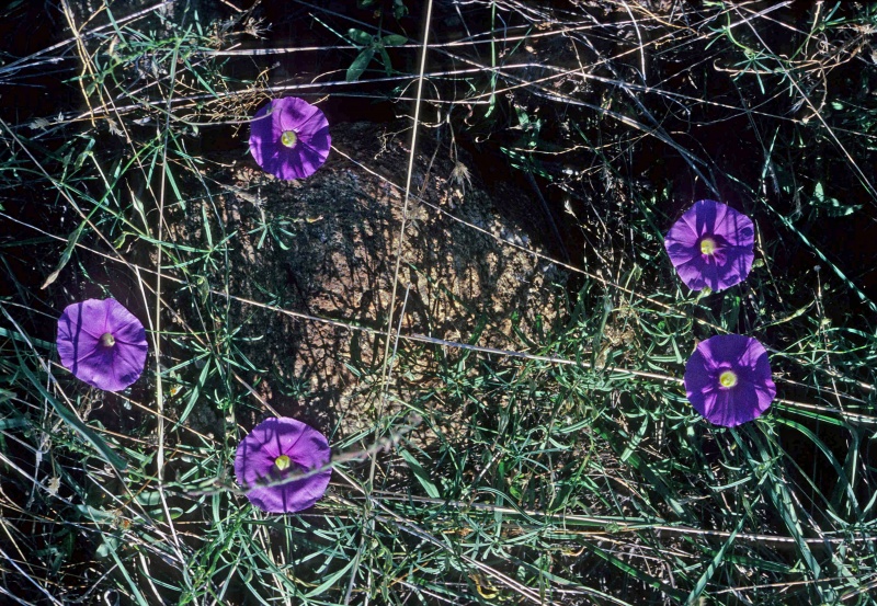 pomoea ternifolia var. leptotoma; Photo credit: Dan Austin (1)