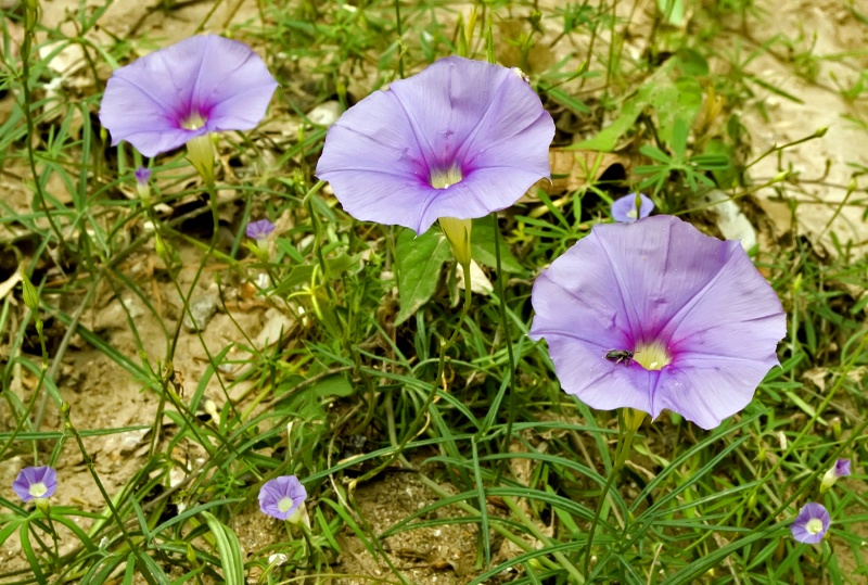 Ipomoea ternifolia var. leptotoma with I. costellata; Photo credit: Tom Van Devender