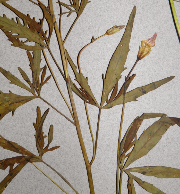 Ipomoea ternifolia var. leptotoma; Photo credit: Tom Van Devender