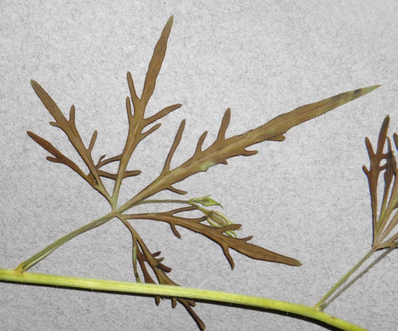 Ipomoea ternifolia var. leptotoma; Photo credit: Tom Van Devender