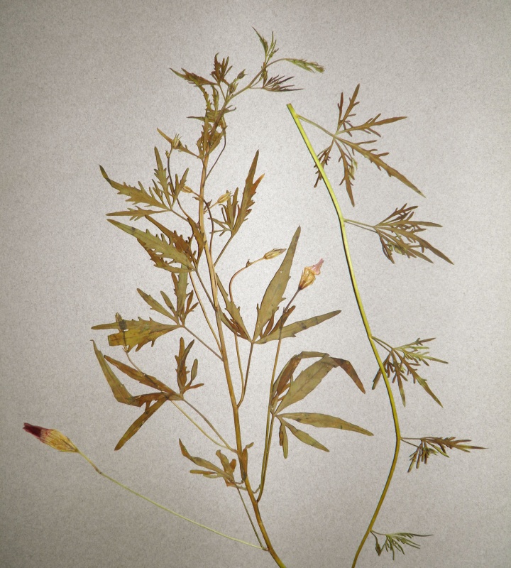 Ipomoea ternifolia var. leptotoma; Photo credit: Tom Van Devender