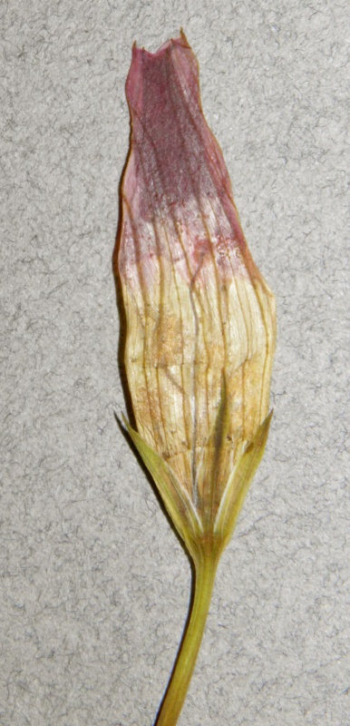 Ipomoea ternifolia var. leptotoma; Photo credit: Tom Van Devender