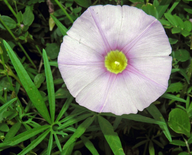 Ipomoea ternifolia var. leptotoma; Photo credit: Tom Van Devender