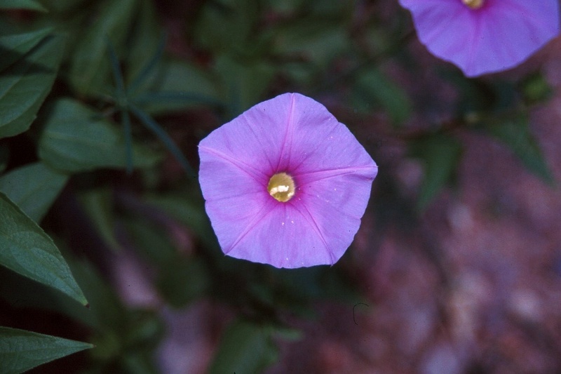 pomoea ternifolia var. leptotoma; Photo credit: Laura Moreno