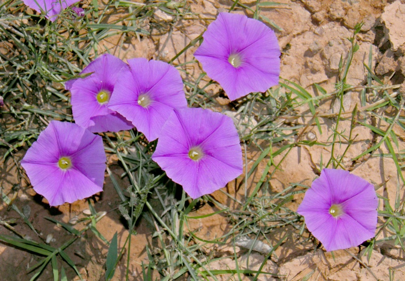 Ipomoea ternifolia var. leptotoma; Photo credit: Tom Van Devender
