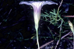Ipomoea ternifolia var. leptotoma; Photo credit: Dan Austin (2)