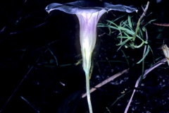Ipomoea ternifolia var. leptotoma; Photo credit: Dan Austin (2)