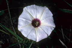 Ipomoea ternifolia var. leptotoma; Photo credit: Dan Austin (2)