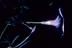 Ipomoea ternifolia var. leptotoma; Photo credit: Dan Austin (2)