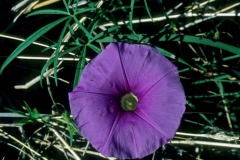 pomoea ternifolia var. leptotoma; Photo credit: Dan Austin (1)