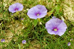 Ipomoea ternifolia var. leptotoma with I. costellata; Photo credit: Tom Van Devender