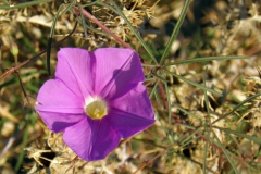 Ipomoea ternifolia var. leptotoma; Photo credit: T.R. Van Devender, A.L. Reina-G