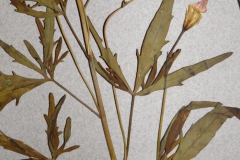 Ipomoea ternifolia var. leptotoma; Photo credit: Tom Van Devender