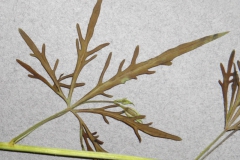 Ipomoea ternifolia var. leptotoma; Photo credit: Tom Van Devender