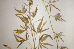 Ipomoea ternifolia var. leptotoma; Photo credit: Tom Van Devender