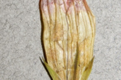 Ipomoea ternifolia var. leptotoma; Photo credit: Tom Van Devender