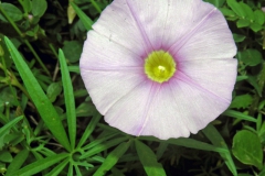 Ipomoea ternifolia var. leptotoma; Photo credit: Tom Van Devender