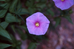 pomoea ternifolia var. leptotoma; Photo credit: Laura Moreno