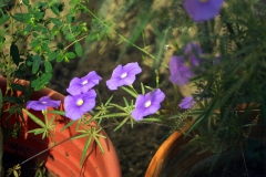 pomoea ternifolia var. leptotoma; Photo credit: JesÃºs SÃ¡nchez-Escalante