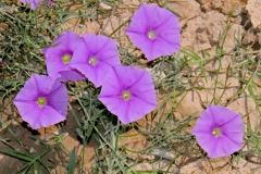 Ipomoea ternifolia var. leptotoma; Photo credit: Tom Van Devender