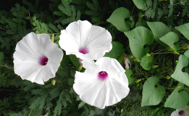 Ipomoea pedicellaris; purple and white flowers occurring on the same plant; T. Van Devender
