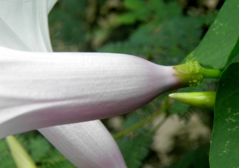 Ipomoea pedicellaris; purple and white flowers occurring on the same plant; T. Van Devender