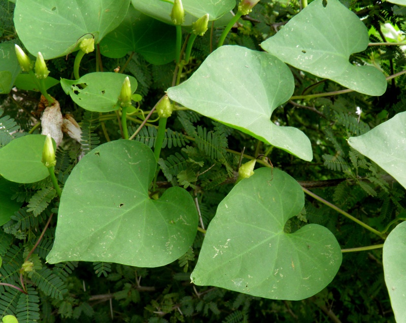 Ipomoea pedicellaris; Photo credit: Tom Van Devender