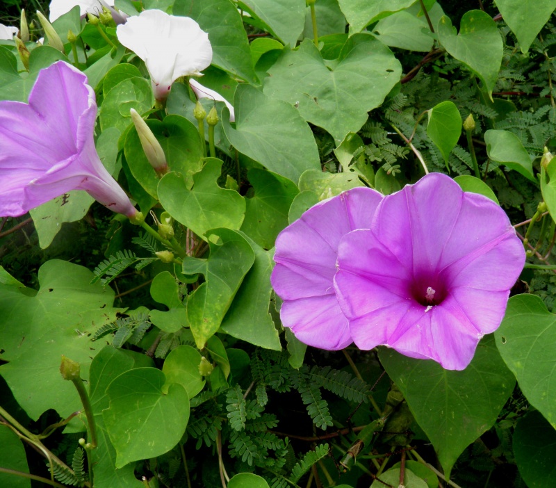 Ipomoea pedicellaris; purple and white flowers occurring on the same plant; T. Van Devender