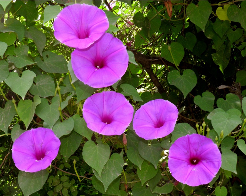 Ipomoea pedicellaris; Photo credit: A.L. Reina-G., T.R. Van Devender