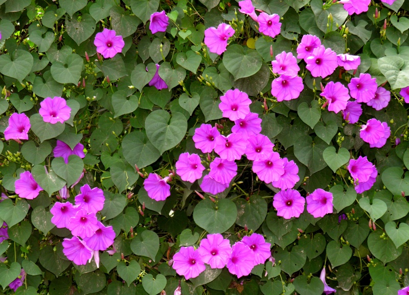 Ipomoea pedicellaris; Photo credit: A.L. Reina-G., T.R. Van Devender
