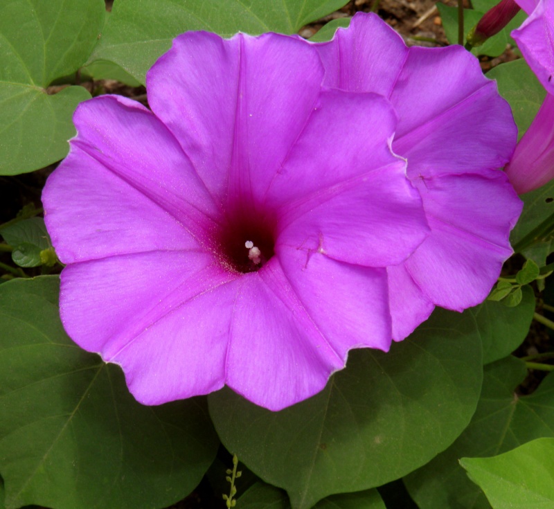 Ipomoea pedicellaris; Photo credit: A.L. Reina-G., T.R. Van Devender