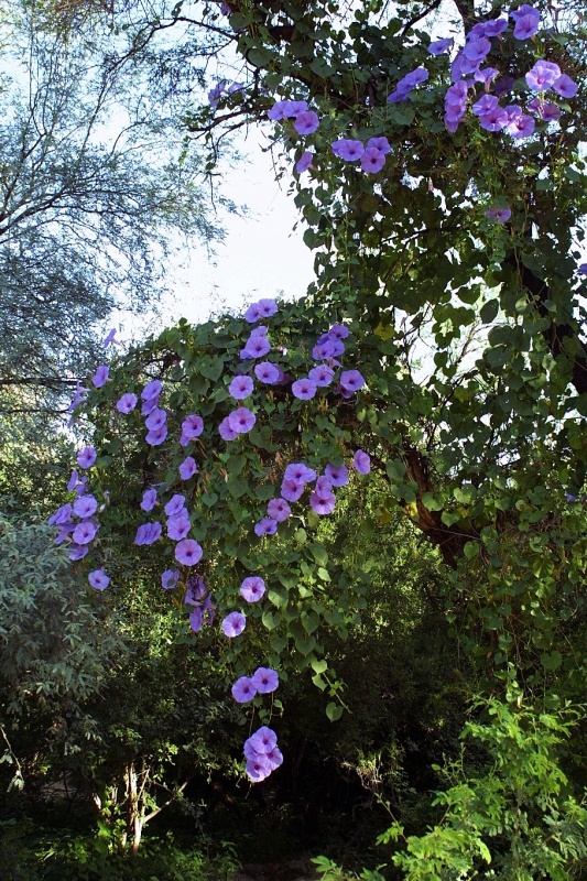 Ipomoea pedicellaris; Photo credit: JesÃºs SÃ¡nchez-Escalante (2)