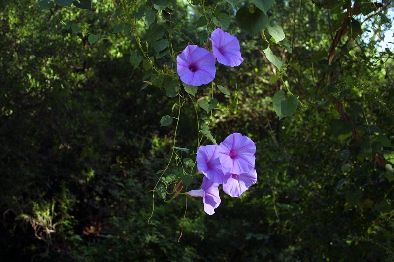 Ipomoea pedicellaris; Photo credit: JesÃºs SÃ¡nchez-Escalante (2)