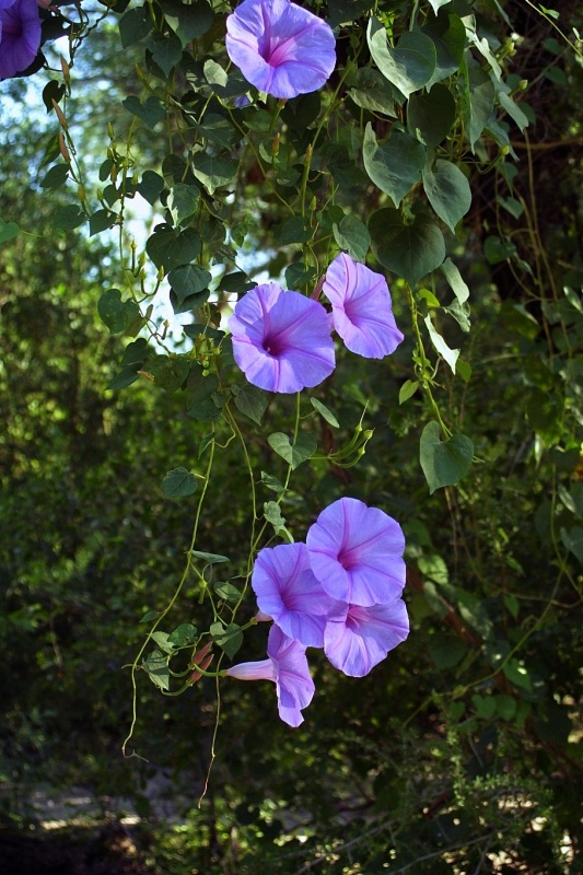 Ipomoea pedicellaris; Photo credit: JesÃºs SÃ¡nchez-Escalante (2)