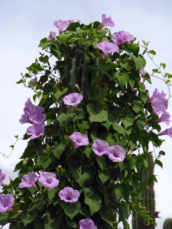 Ipomoea pedicellaris; Photo credit: JesÃºs SÃ¡nchez-Escalante (1)