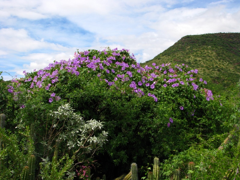 Ipomoea pedicellaris; Photo credit: JesÃºs SÃ¡nchez-Escalante (1)