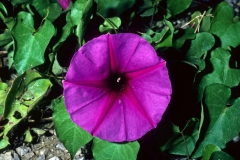 Ipomoea pedicellaris; Photo credit: Dan Austin