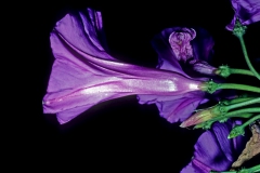 Ipomoea pedicellaris; Photo credit: Dan Austin