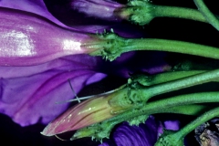Ipomoea pedicellaris; calyx detail; Photo credit: Dan Austin