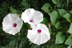 Ipomoea pedicellaris; purple and white flowers occurring on the same plant; T. Van Devender