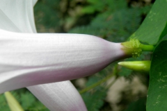 Ipomoea pedicellaris; purple and white flowers occurring on the same plant; T. Van Devender