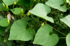 Ipomoea pedicellaris; Photo credit: Tom Van Devender