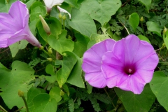 Ipomoea pedicellaris; purple and white flowers occurring on the same plant; T. Van Devender